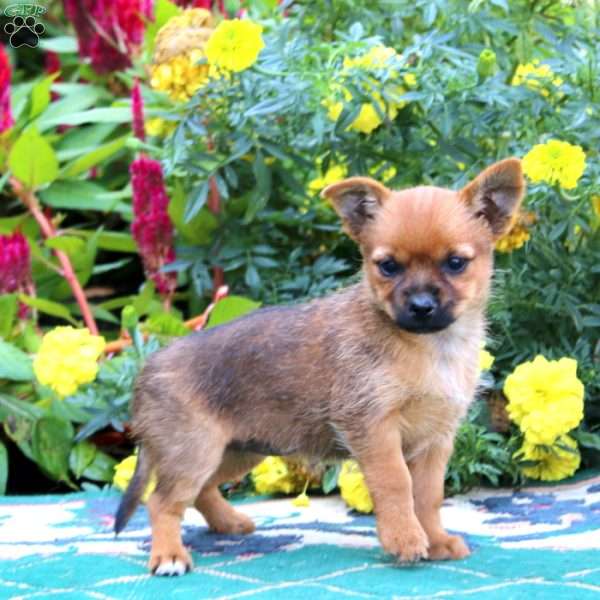 Daisy, Yorkie Mix Puppy