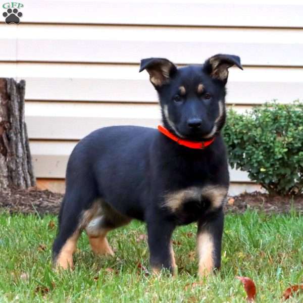 Daisy, German Shepherd Puppy