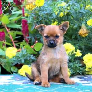Daisy, Yorkie Mix Puppy