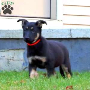 Daisy, German Shepherd Puppy