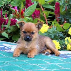 Daisy, Yorkie Mix Puppy