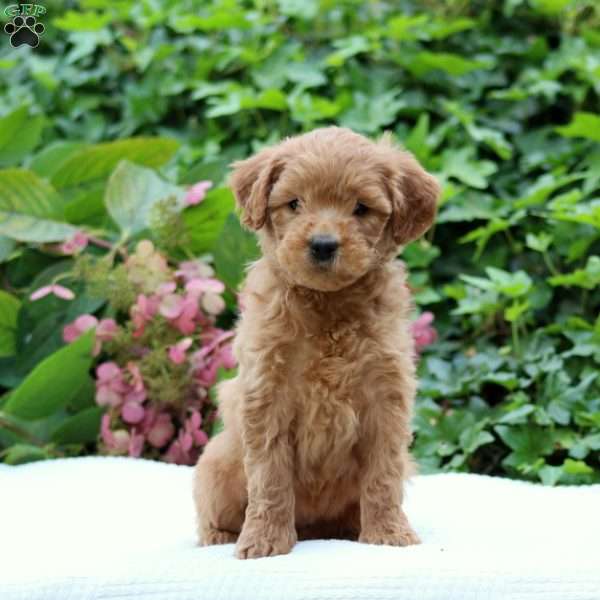 Dasiy F1B, Mini Goldendoodle Puppy