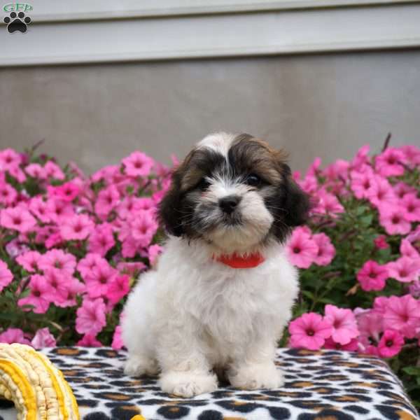 Daisy, Teddy Bear Puppy