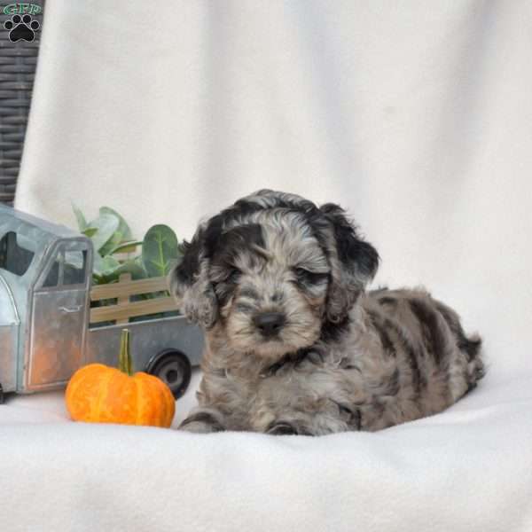 Dakota, Cockapoo Puppy