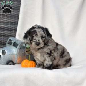 Dakota, Cockapoo Puppy