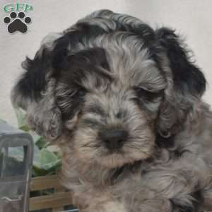 Dakota, Cockapoo Puppy
