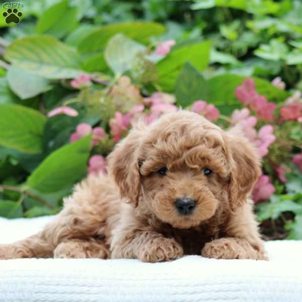 Dakota F1B, Mini Goldendoodle Puppy