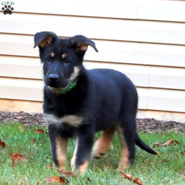 Dakota, German Shepherd Puppy