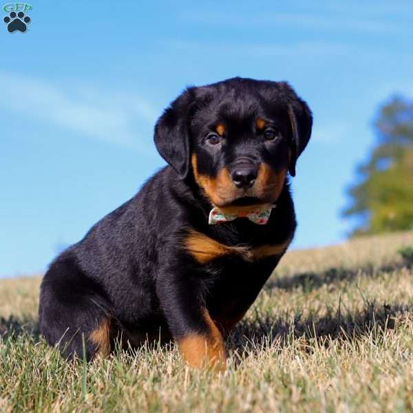 Dali, Rottweiler Puppy