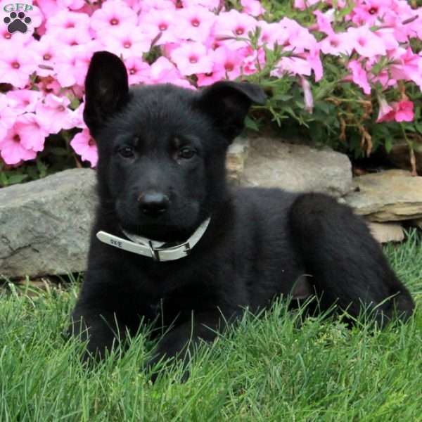 Dallas, German Shepherd Puppy