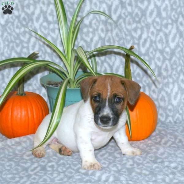 Dallas, Jack Russell Terrier Puppy