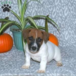 Dallas, Jack Russell Terrier Puppy