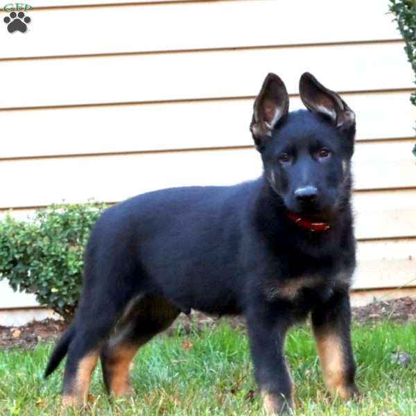Dallas, German Shepherd Puppy