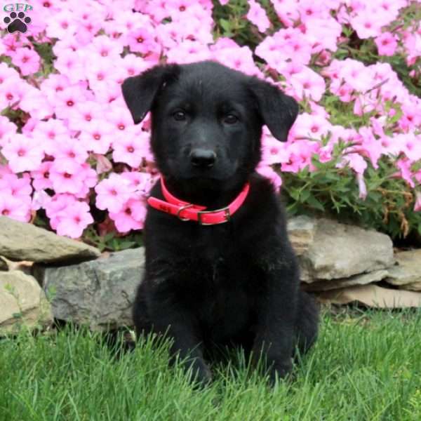 Dana, German Shepherd Puppy