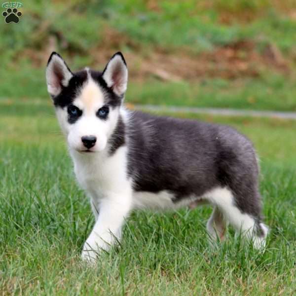 Danny, Siberian Husky Puppy