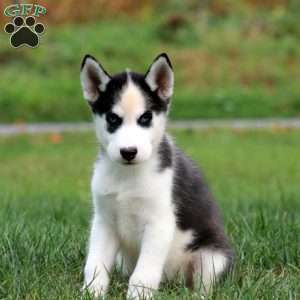 Danny, Siberian Husky Puppy