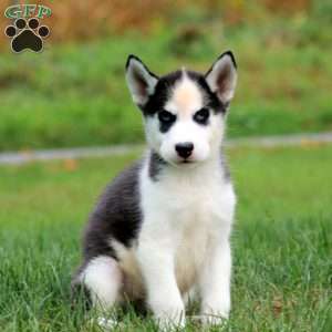 Danny, Siberian Husky Puppy