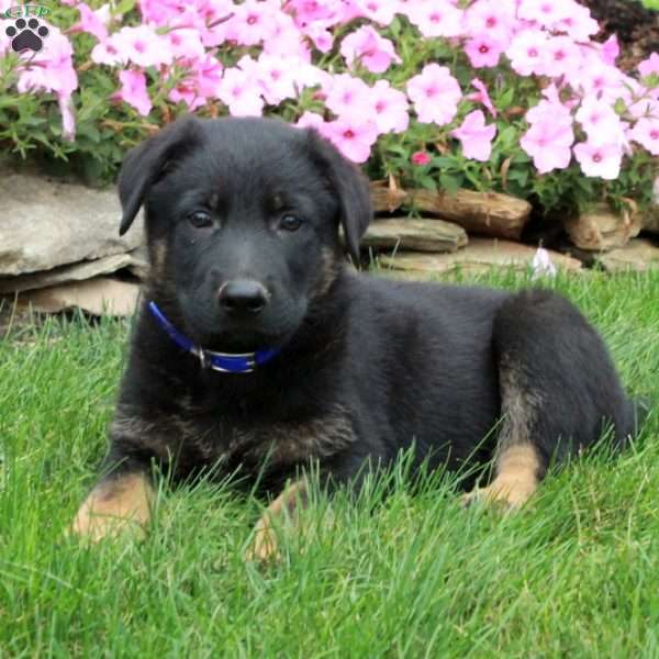Dante, German Shepherd Puppy