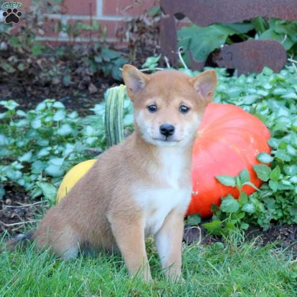 Daphne, Shiba Inu Puppy