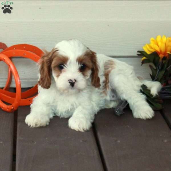 Daphne, Cavapoo Puppy
