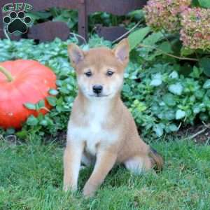 Daphne, Shiba Inu Puppy