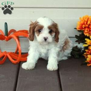 Daphne, Cavapoo Puppy