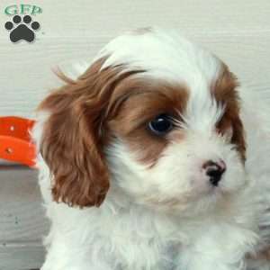 Daphne, Cavapoo Puppy