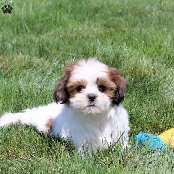 Daria, Shih Tzu Puppy