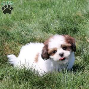 Daria, Shih Tzu Puppy