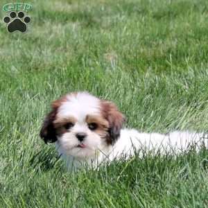 Daria, Shih Tzu Puppy
