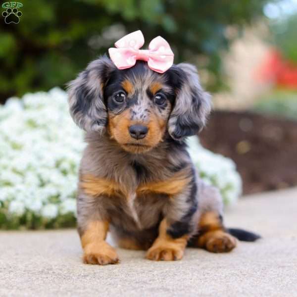Darla, Dachshund Puppy