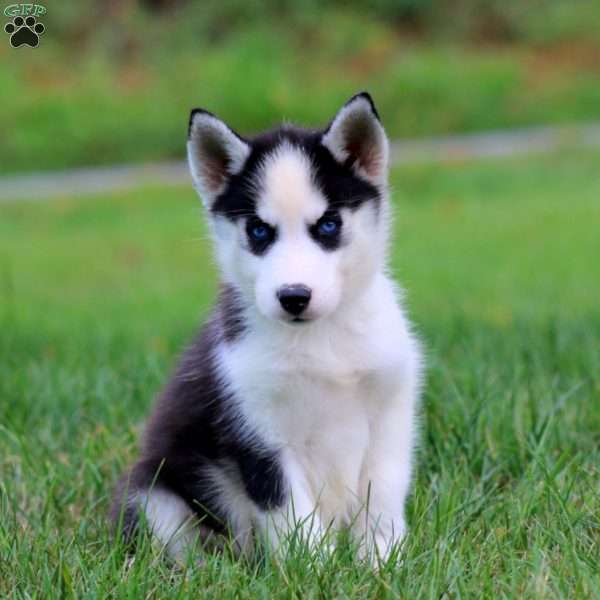 Darla, Siberian Husky Puppy