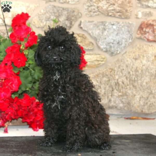 Darla, Miniature Poodle Puppy