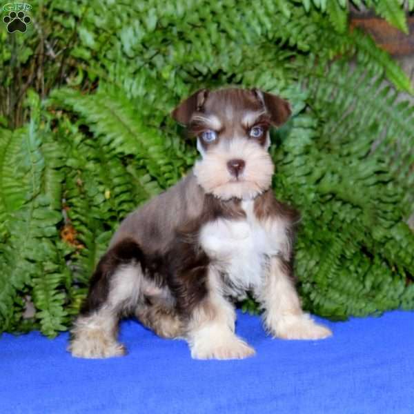 Darla, Miniature Schnauzer Puppy