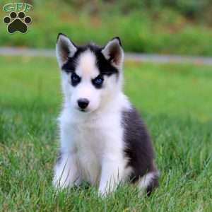 Darla, Siberian Husky Puppy