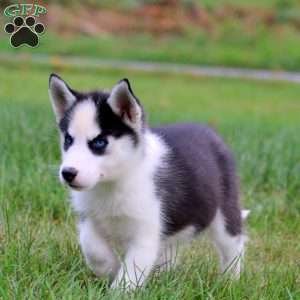Darla, Siberian Husky Puppy