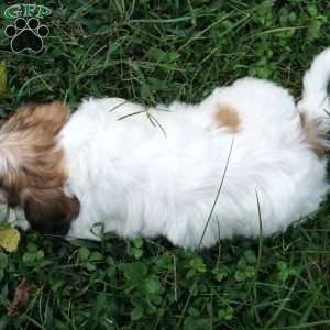 Darla, Teddy Bear Puppy