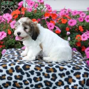 Darla, Teddy Bear Puppy