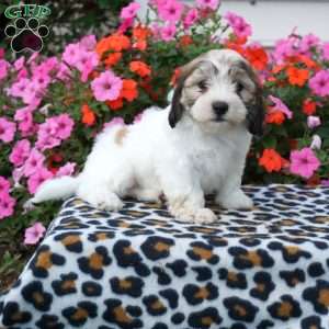 Darla, Teddy Bear Puppy