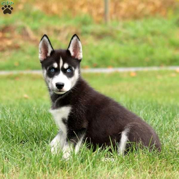 Daryl, Siberian Husky Puppy