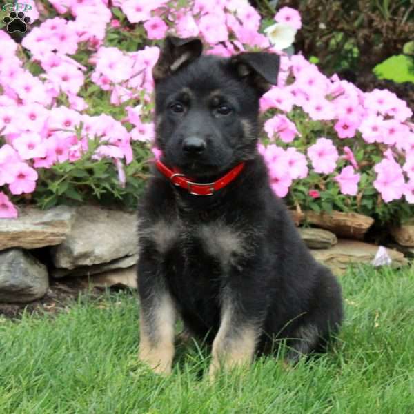 Dash, German Shepherd Puppy