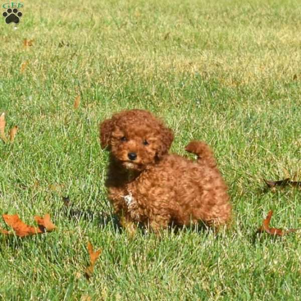 Dash, Mini Labradoodle Puppy