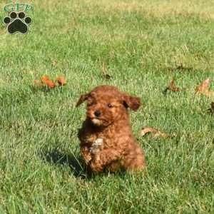 Dash, Mini Labradoodle Puppy