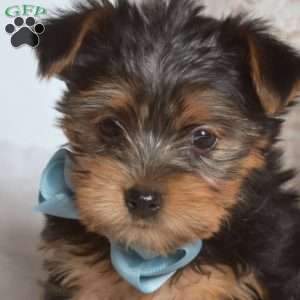 Dash, Yorkie Puppy