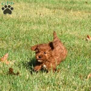 Dash, Mini Labradoodle Puppy
