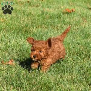 Dash, Mini Labradoodle Puppy