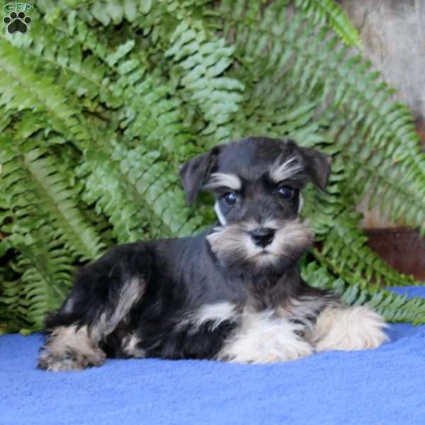 Dash, Miniature Schnauzer Puppy