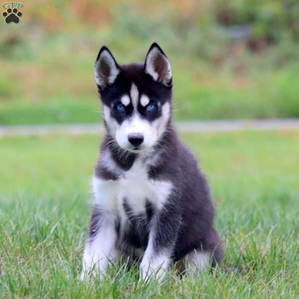 Dash, Siberian Husky Puppy