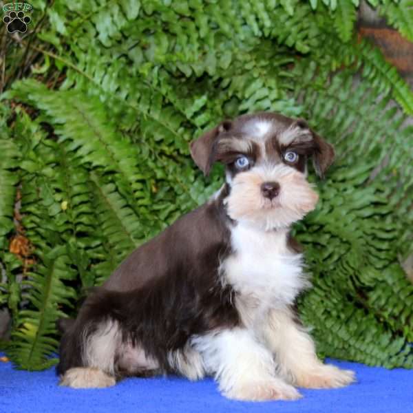 Davey, Miniature Schnauzer Puppy