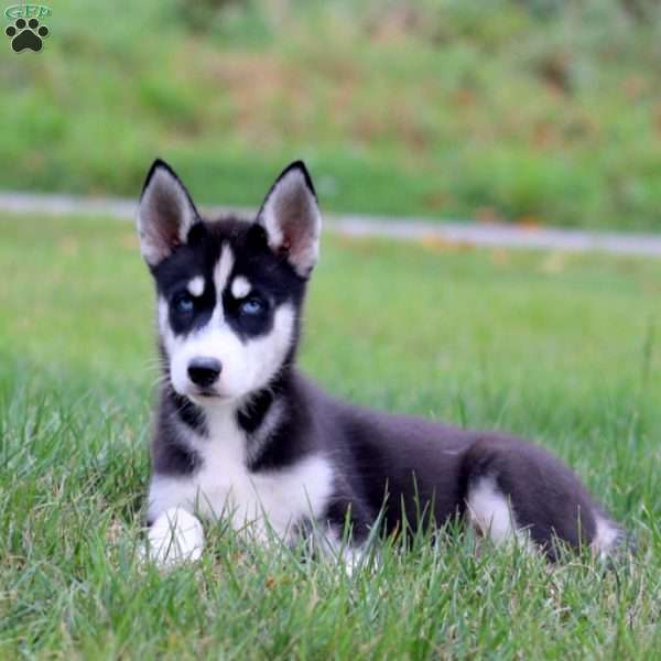Davey, Siberian Husky Puppy